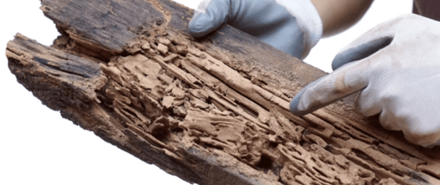 Termite-damaged piece of wood.